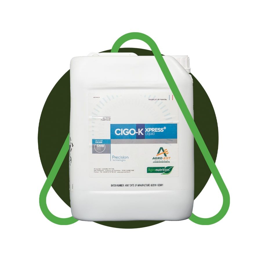 Cigo-K Express